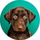 Portrait collection of adorable puppies