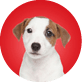 Jack Russell puppy. Close-up portrait on white background