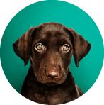 Portrait collection of adorable puppies