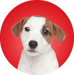 Jack Russell puppy. Close-up portrait on white background