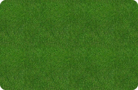 A green grassy field. Description generated by AI