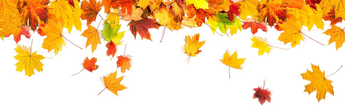Brightly colored autumn leaves in shades of yellow, orange, and red are scattered and hanging against a white background. Description generated by AI